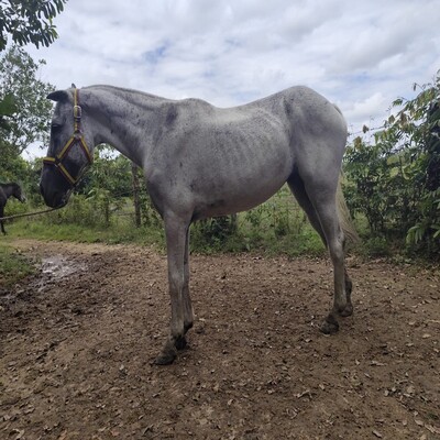 Lisboa_de_Pijaos_L.I