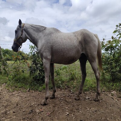 Mancilla_Emperatriz_L.I