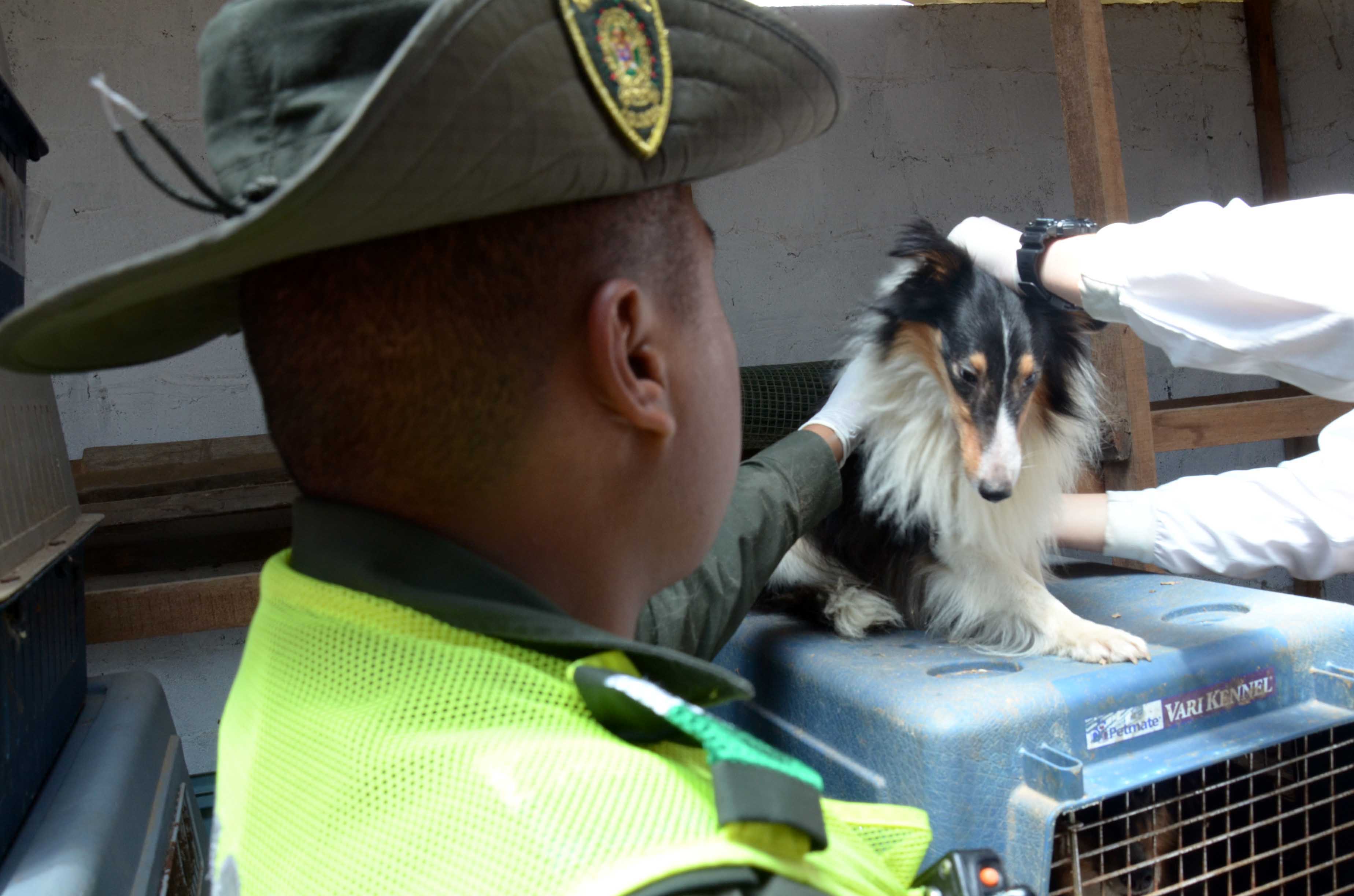 Policía y Alcaldía de Medellín intervienen criadero de animales