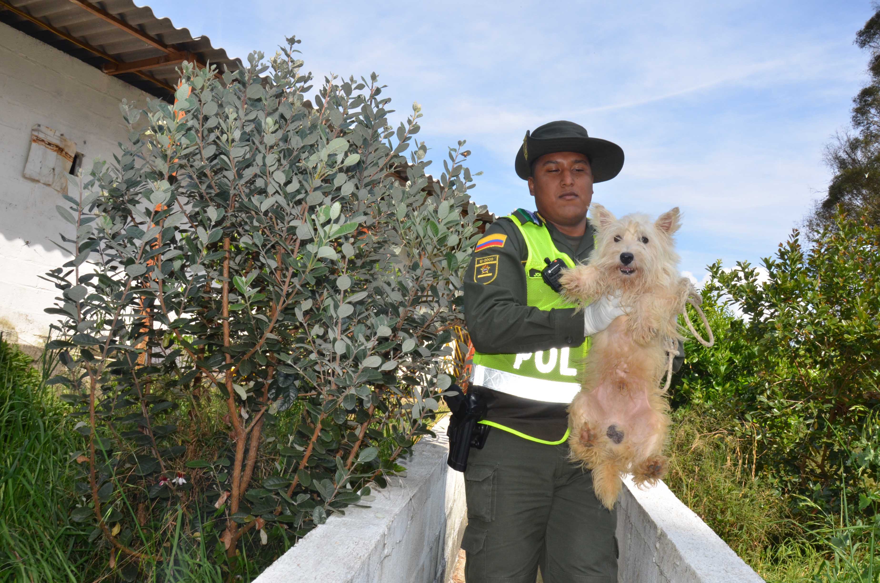 Policía y Alcaldía de Medellín intervienen criadero de animales
