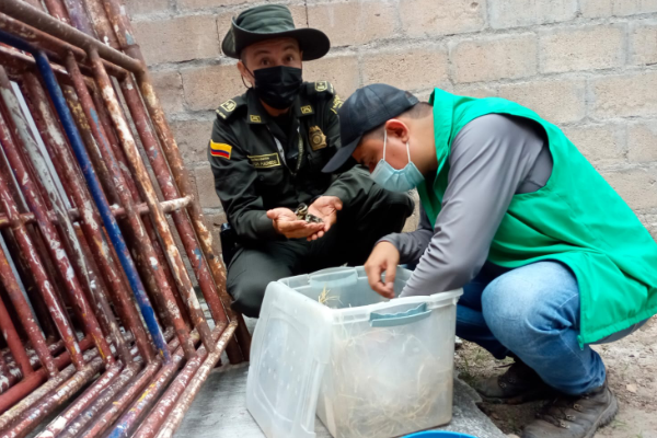 Polica ambiental con pisingos 