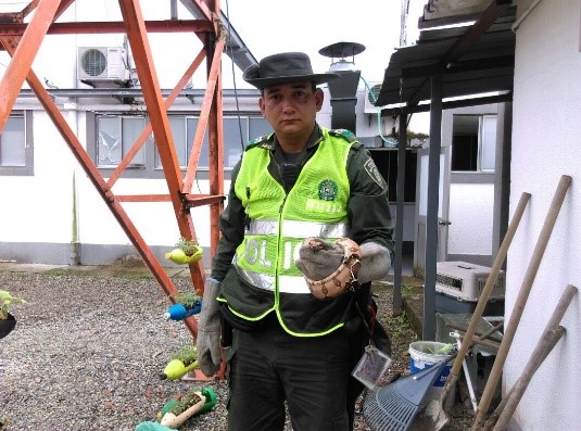 Un oso hormiguero, una boa y un zorro regresarán a su hábitat natural