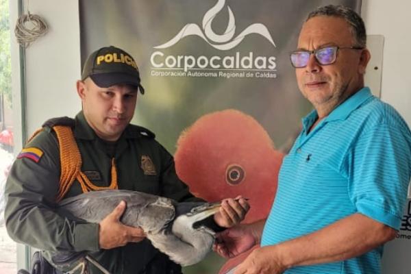  Acciones de protección animal en los microterritorios caldenses