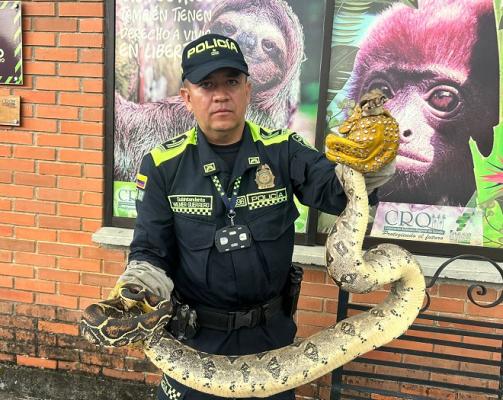 Rescate de boa constrictor en zona rural del municipio de la Tebaida