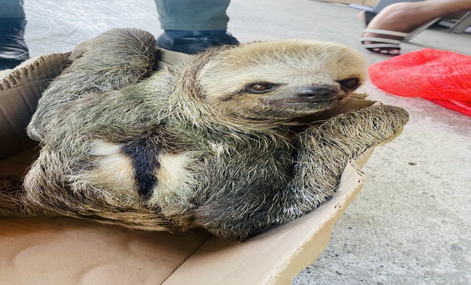 Cuidan la fauna silvestre