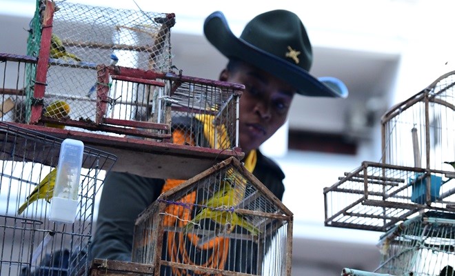 Policía Nacional incauta 22 aves silvestres mantenidas ilegalmente en Medellín