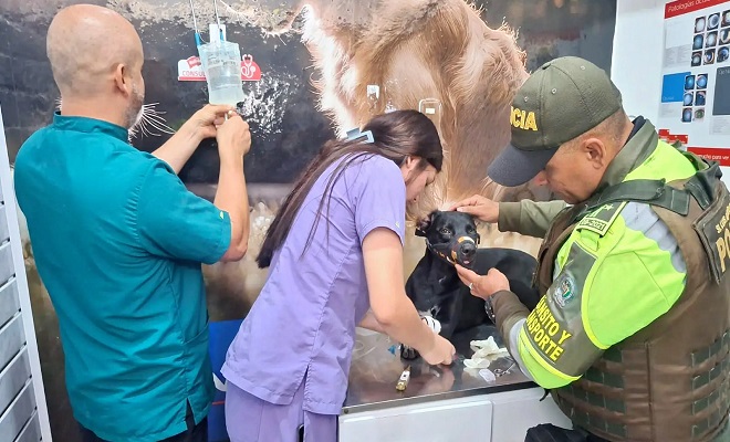 Dos m&eacute;dicos veterinarios, un polic&iacute;a y un canino herido