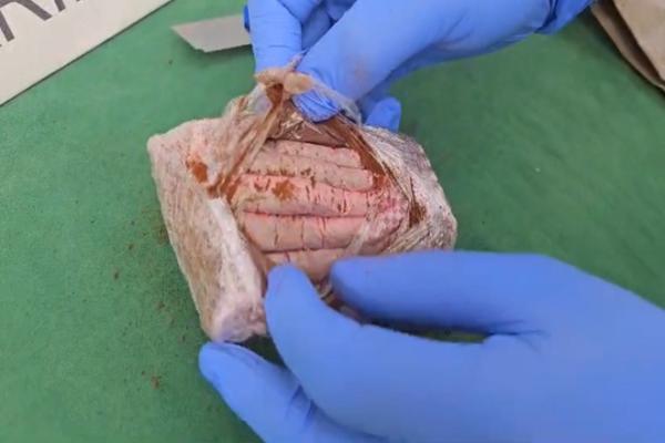 Droga hallada por el canino Sam