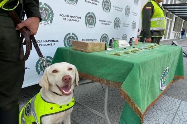 Marihuana camuflada dentro de jeringas fue hallada por nuestro canino “Axel”