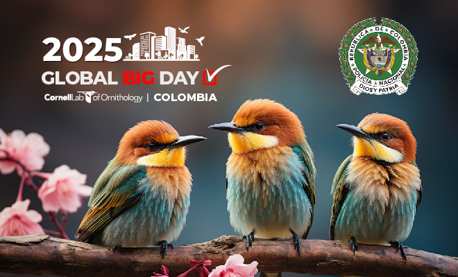 Ilustración de tres aves en un árbol con flores rosadas. Texto Global Big Day Colombia 2025.
