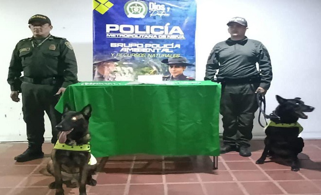  Incautan 550 Gramos de Marihuana en la Comuna 1