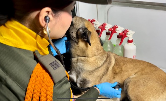 Medica veterinaria y carabinera