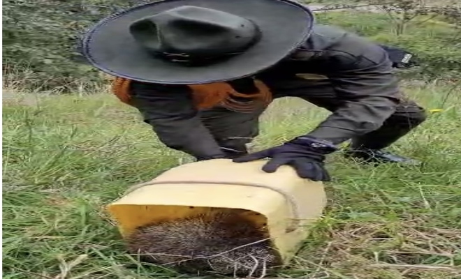 Cuidan y protegen especies