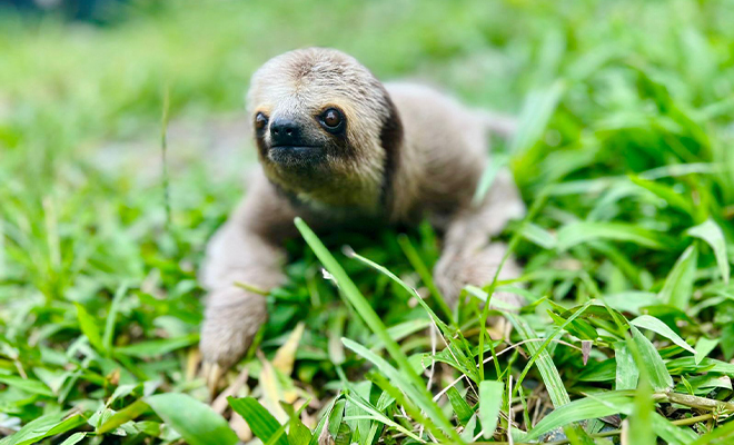 Protegen animales en Nariño