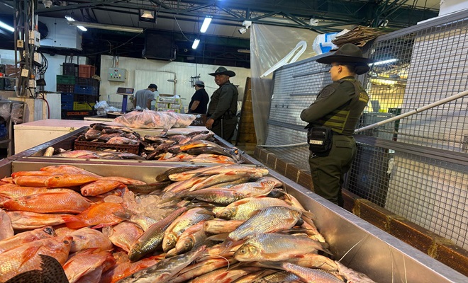 En Medellín, fueron incautados 341 kilos de pescado en centro de acopio