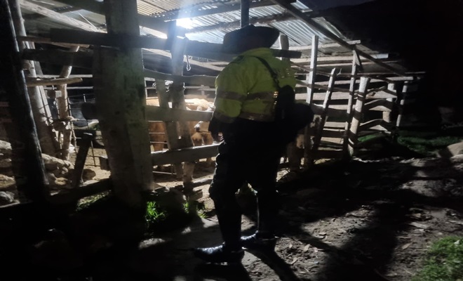 Planta de sacrificio ilegal de bovinos y equinos en Bogotá fue intervenida