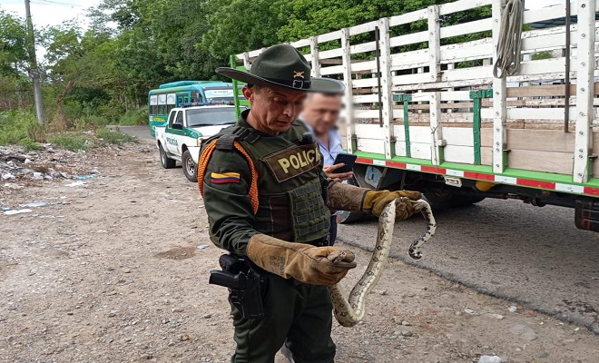 Policía Nacional en Neiva, protege flora y fauna