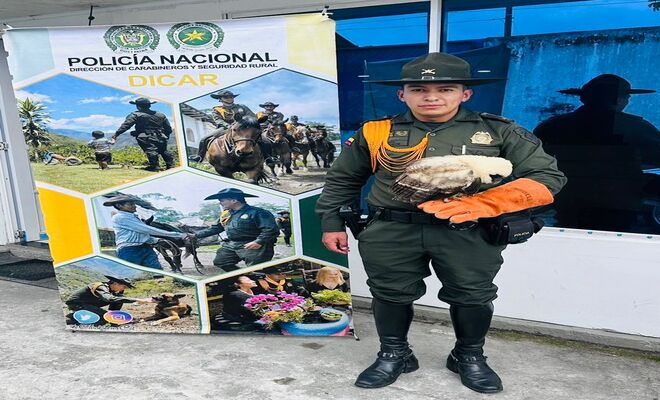 Rescatan ave nocturna 