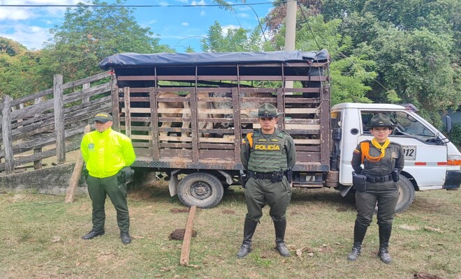 Recuperados 10 bovinos hurtados en Natagaima durante operaci&oacute;n &ldquo;Muralla&rdquo;