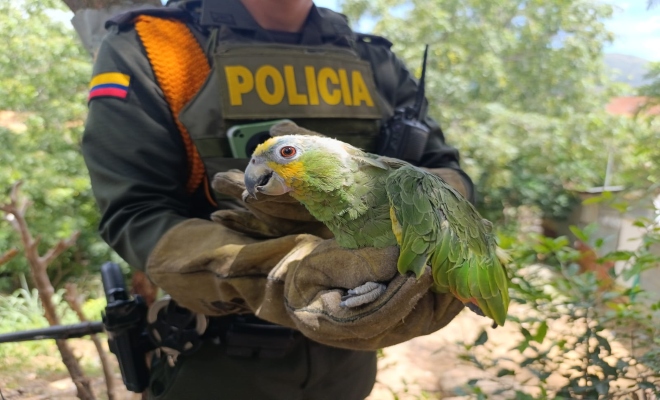 En lo que va del año 2025, se han recuperado más de 350 ejemplares de especies.