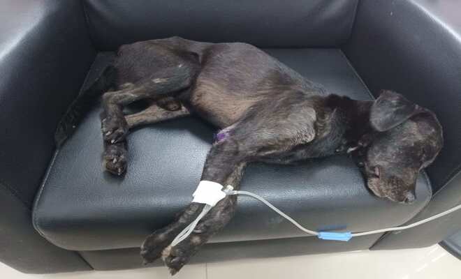 salvaguarnado la salud de nuestro amigo sonic