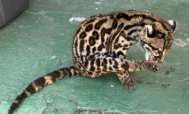 Autoridades rescatan en Samaniego un Tigrillo joven víctima de tráfico de fauna