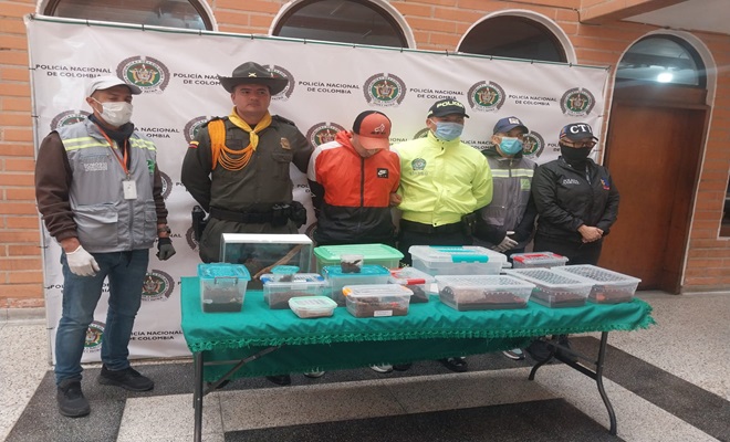 Capturado por tráfico de especies