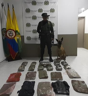 El-sabueso-de-las-drogas-ilícitas  