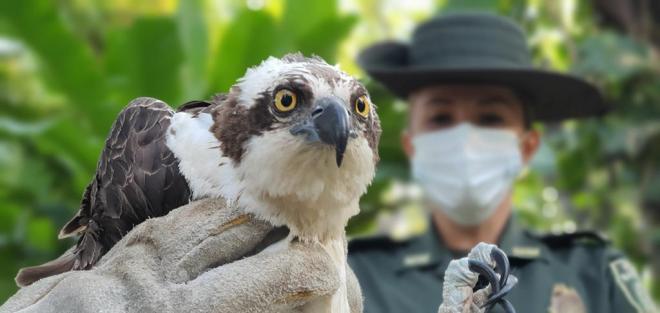 aguila-policia-ambiental