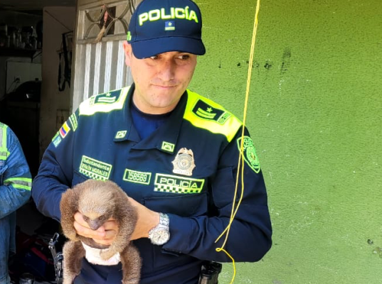 Autoridades ambientales de caldas, unidas por la protección de la fauna silvestre