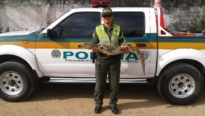 Babilla hallada sobre la vía 