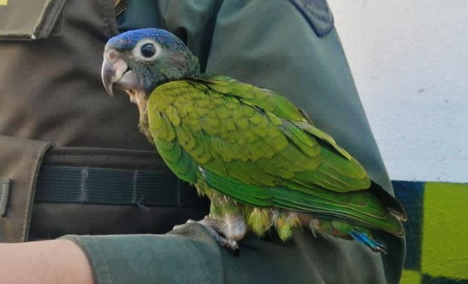 Controles para evitar el tráfico ilegal de fauna silvestre