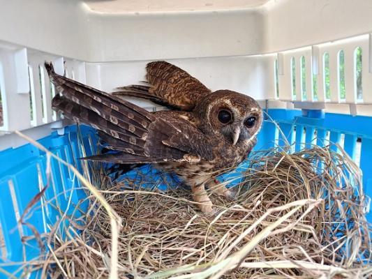 los ejemplares permanecían desde hace algunas semanas en el centro de rehabilitación de fauna silvestre