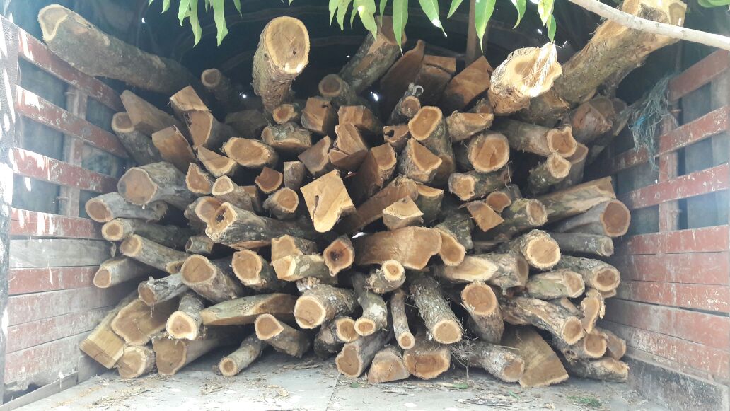 tala arbol-transporte madera ilegal-guamal-magdalena