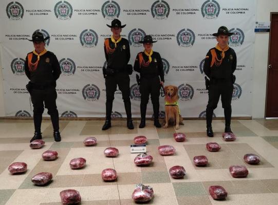 "Nico" el canino que encontró sustancias estupefacientes en automotor de servicio público