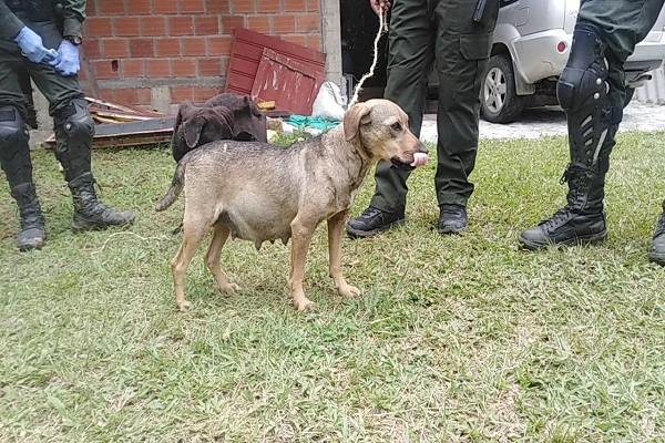 Rescate de caninos en estado de abandono 