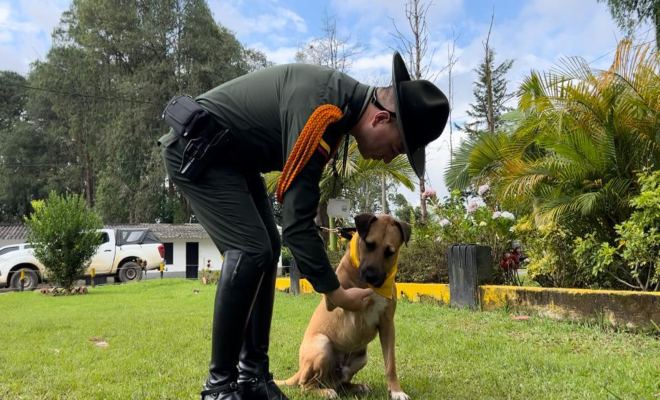 Yo Protejo los Animales