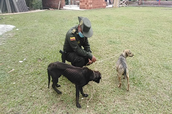 Rescate de caninos en estado de abandono 