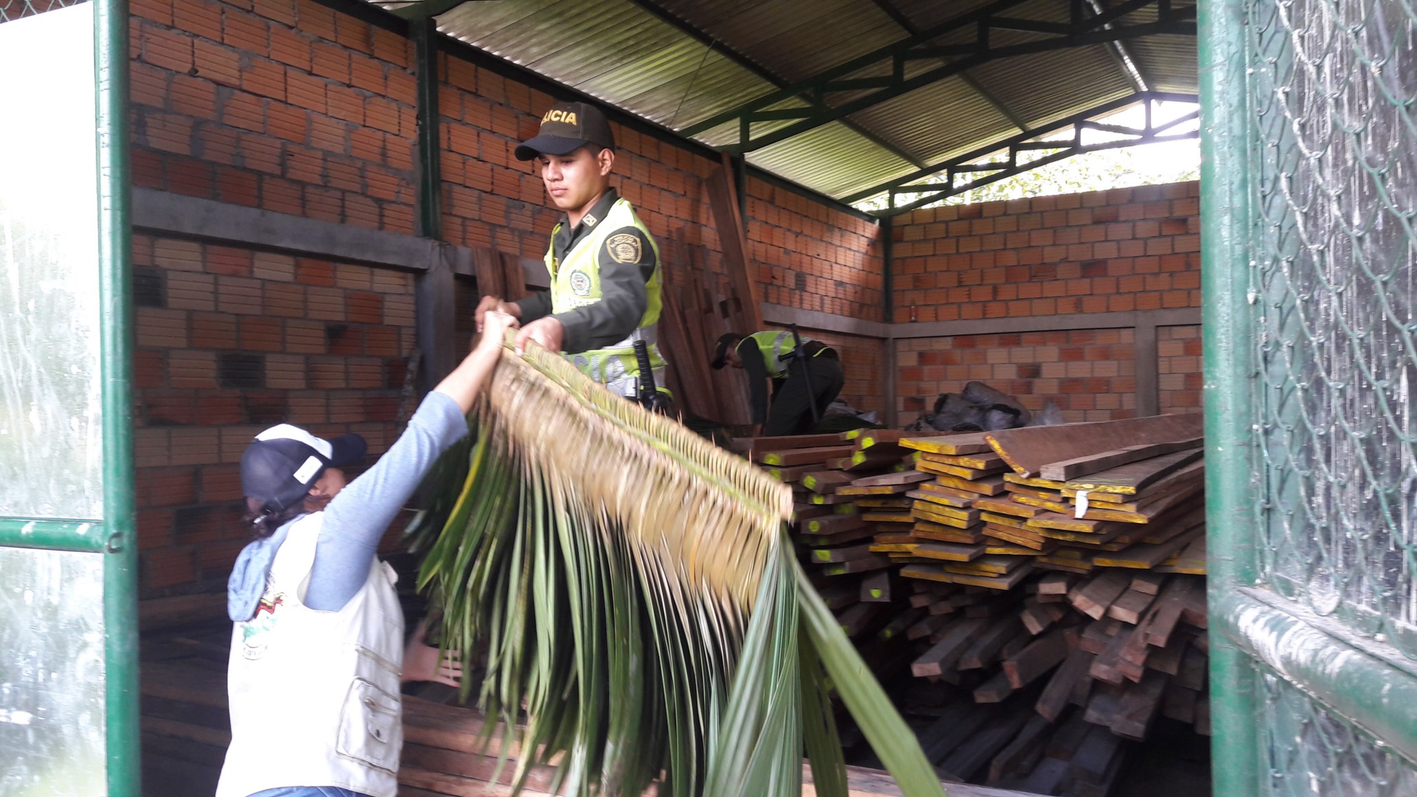 hoja de palma de caraná 