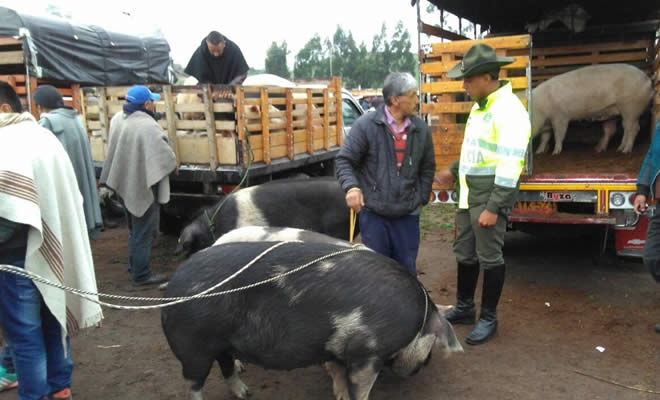Continúan controles a la venta y compra de ganado porcino 