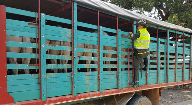 Avanza estrategia-contra el hurto sobre cabezas de ganado-en el Meta