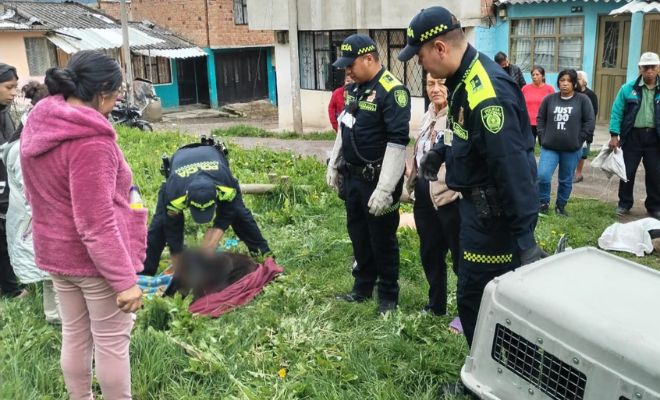 Cuatro caninos murieron por envenenamiento 