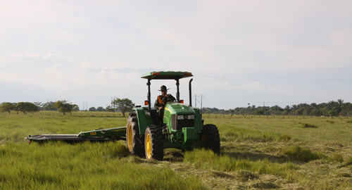 criadero-geriatrico-caballos-policia.nacional-colombia-meta-carabineros-el-verdun