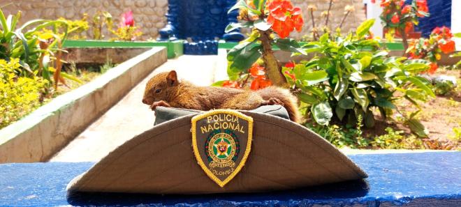 Protegen especios de fauna silvestre 