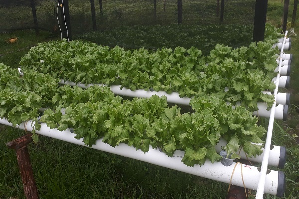 Con-nueva-técnica-de-cultivo-la-Policía-Nacional-aporta-a-la-alimentación-de-la-comunidad-de-Paimadó