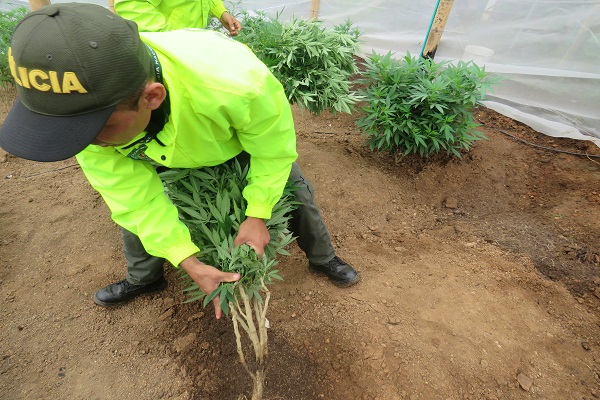 invernaderos con plantaciones de marihuana