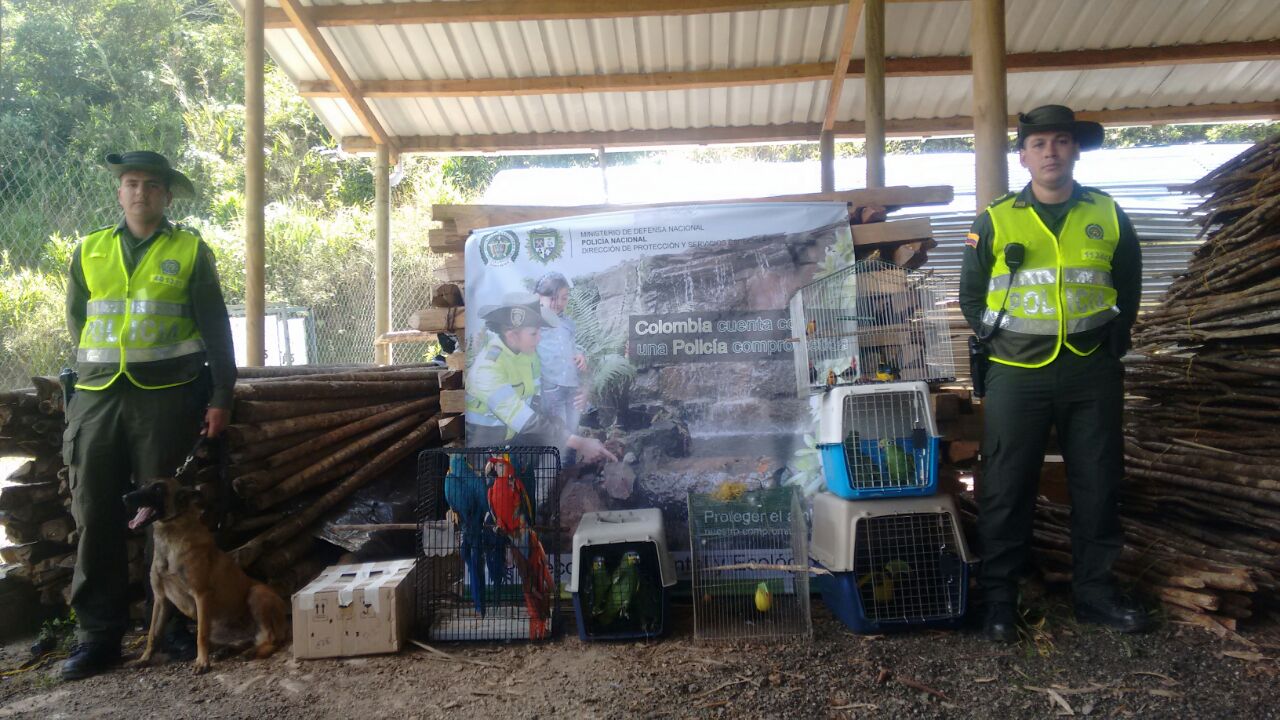 En-control-a-la-fauna-silvestre-la-Policía-Nacional-rescata-54-especies-que-iban-a-ser-comercializadas-en-Antioquia