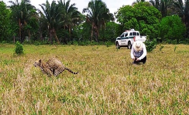 Gran jornada de liberación de fauna silvestre 