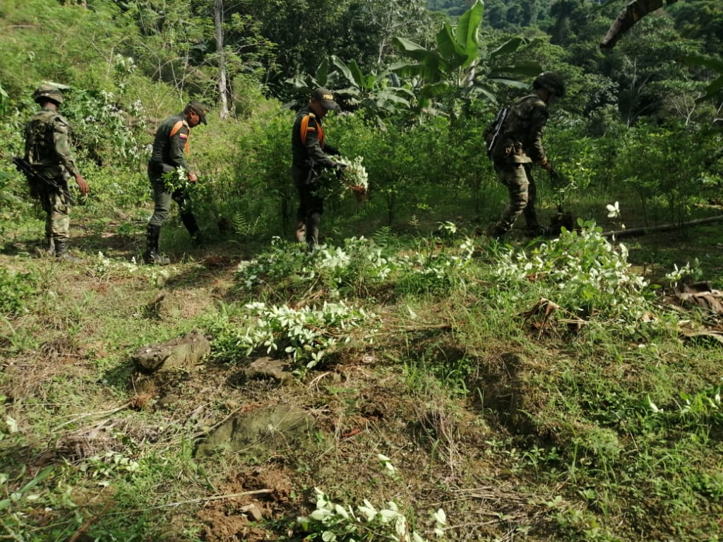 Se erradicaron más de 3000 plantas de coca.