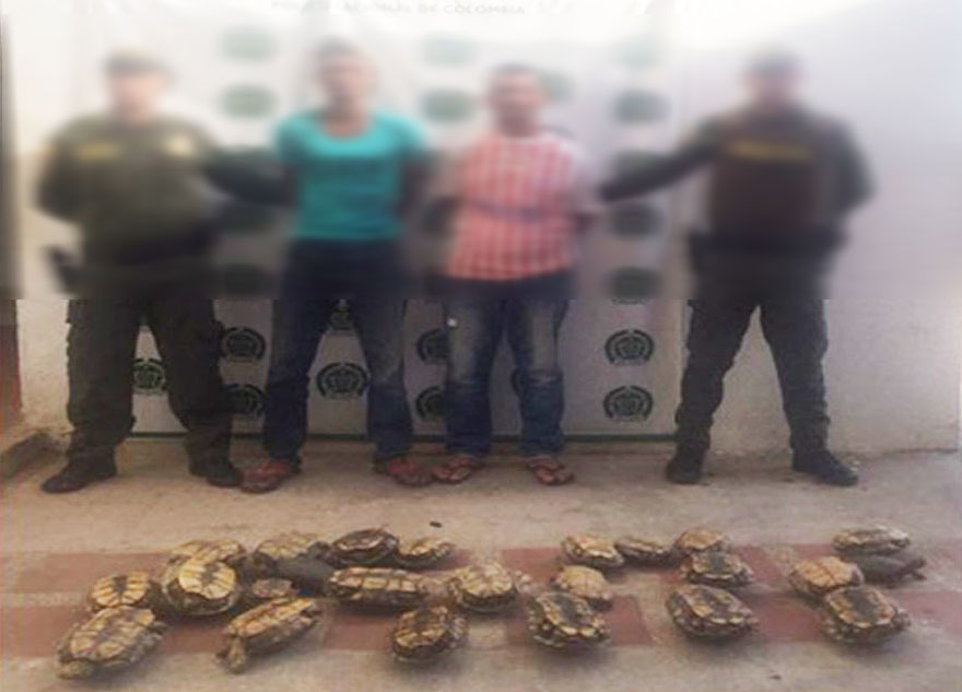 capturados-hicoteas-trafico-faunas-ambiental-cerro san antonio-magdalena